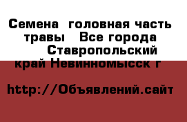 Семена (головная часть))) травы - Все города  »    . Ставропольский край,Невинномысск г.